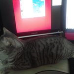 [<b>라온</b>다온] (뱅갈 고양이 <b>라온</b>,다온이 일상 )<b>라온</b>이 삐지다.