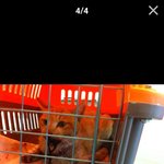 나왔던 충주 휴게소 고양이가 어떤 <b>천벌</b>받을 인간이 촌 총에 맞았습니다...