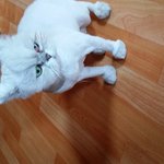 [도와주세요] [사진있음]고양이 오래키워본 분 등등 도와주세요