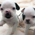 [EXO] <b>불독</b> 귀여운뎅~?