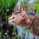 [아배붑] 동네<b>산책</b>책책