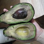 [댓글부탁] <b>아보카도</b>아시는분 ㅜㅜ