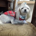 <b>짱아</b> 사진들