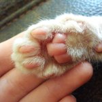 [흔한<b>집사</b>] <b>집사</b>라면 한번쯤 격어봣을껄??!!!