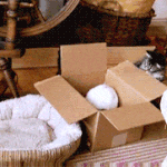 [EXO] 야 근데 지금은 정상팬만 있냐?