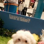 [유기견] 사라진 막내