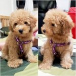 [후치] 싱가폴 사는 거대 <b>토이</b>푸들 후치 (5)