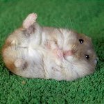 [EXO] <b>햄찌</b> 오동통통 하징