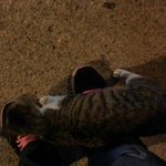 [길냥이] 길냥이가 이상해요