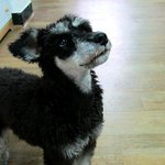 안락사 직전에 구조된 태양이