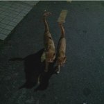 버려지고 쫒겨난 불쌍한 남매냥이가 애타게 가족을 기다려요 (입양완료)