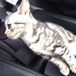 아주그냥 팔자좋은 고양이2