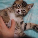 [<b>모찌</b>쫑] 호빵이의 베이비냥4