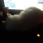 [용배꾸르밍] 오랜만에 <b>대두</b>김용배씨와 새침김구름양이 왔어요 :)