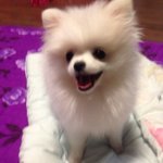 [크림이] (+후기추가)미소천사 포메라니안 크림이를 소개하개