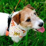 [잭<b>러셀</b>라크] [잭<b>러셀</b>테리어] 개축구