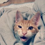 [<b>보리</b>별] 마트에서 온 <b>보리</b> 끝