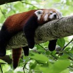 낮잠에 빠진 귀여운 <b>동물</b>모습