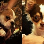 [비스트] 형님이와 <b>양갱</b>이