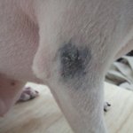 <b>오산</b> 동물병원 미용사고 (<b>오산</b> 이마트 맞은편 우* 동물병원)