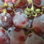 [EXO] 아<b>거봉</b>통채로넘어갔어