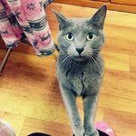 [고양이] 고양이 구토...왜그럴까요..ㅜ