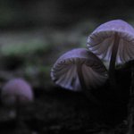 [추억파리여] 신기한 자연의 발광(發光)현상