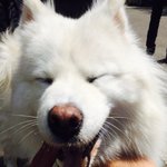 부천 역곡 큰 하얀개 보신분!!ㅠㅠ