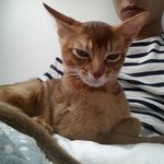 오벼리랑 오집사랑 지지고볶고(아비니<b>시안</b>-쏘렐이)