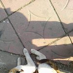 우리동네 사람 잘따르는 이쁜 길냥이~