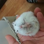 [<b>햄스터</b>] 발냄새 맡는 울 <b>햄스터</b>