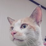 [입양] 유기된것으로 <b>추정</b>되는 냥이 입양하실 천사같은분 찾습니다