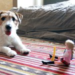 [잭<b>러셀</b>라크] 에리짱이 주는 고구마스틱