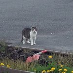 고양이의 <b>보은</b>