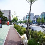 [허스키<b>심바</b>] <b>심바</b>의 산책일기, 산책하며 이쁨받았어요