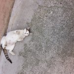 [길냥이] 길냥이가 이상해요 글썼던 사람입니다.