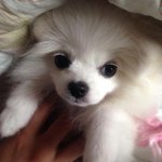 [크림이] <b>미소천사</b> 크림이 2탄 정색하는 크림이