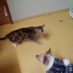 현대판 개와 고양이 일상생활