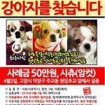 강아지를 찾습니다 시츄 암컷