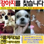 강아지를 찾습니다 시츄 암컷