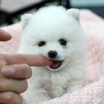 [EXO] 우리엓팬들중에서참관종이많은거같음