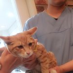 [<b>대림</b>고양이] 고양이 잃어버리신분(사진첨부)