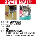 <b>목포시</b> 시내 창평동우체국 부근 고양이찾습니다