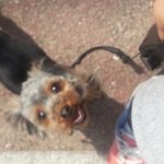 [개빡침] 우리집 개보고 보신탕이래요..