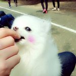 [<b>봄봄</b>봄] 우리집 공주님 봄이  소개합니다.