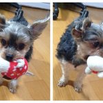 [김꾸이꾸꾸] 우리집 사고<b>망치</b> 꾸꾸를 소개합니당