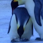 [추억파리여] 꽁꽁 얼어버린 새끼 펭귄ㅠㅠ