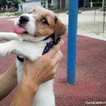 [잭<b>러셀</b>라크] 짜증난 라크 표정