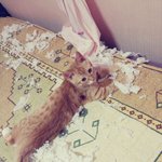 <b>안산시</b> 상록수역 근처에서 노란색 고양이 찾았습니다. 감사합니다ㅠㅠ