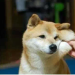 느그아부지뭐<b>하시노</b>!